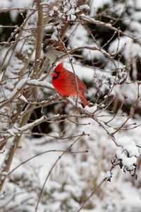 Preview wallpaper red cardinal, bird, branch, winter, snow