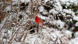 Preview wallpaper red cardinal, bird, branch, winter, snow