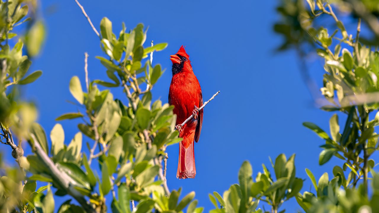 Wallpaper red cardinal, bird, branch, wildlife