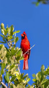 Preview wallpaper red cardinal, bird, branch, wildlife