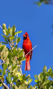 Preview wallpaper red cardinal, bird, branch, wildlife