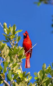 Preview wallpaper red cardinal, bird, branch, wildlife
