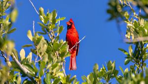 Preview wallpaper red cardinal, bird, branch, wildlife