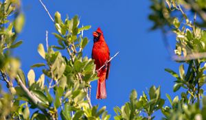 Preview wallpaper red cardinal, bird, branch, wildlife