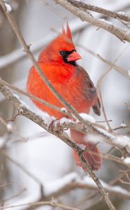 Preview wallpaper red cardinal, bird, branch