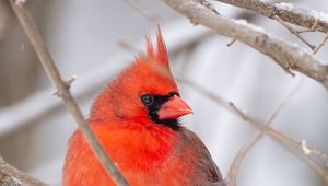 Preview wallpaper red cardinal, bird, branch