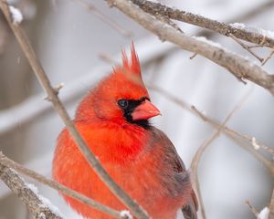 Preview wallpaper red cardinal, bird, branch
