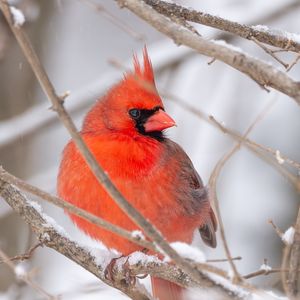 Preview wallpaper red cardinal, bird, branch