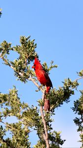 Preview wallpaper red cardinal, bird, branch, tree
