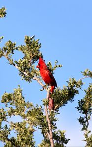 Preview wallpaper red cardinal, bird, branch, tree