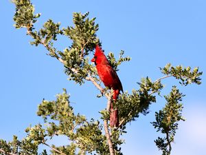 Preview wallpaper red cardinal, bird, branch, tree