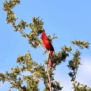 Preview wallpaper red cardinal, bird, branch, tree