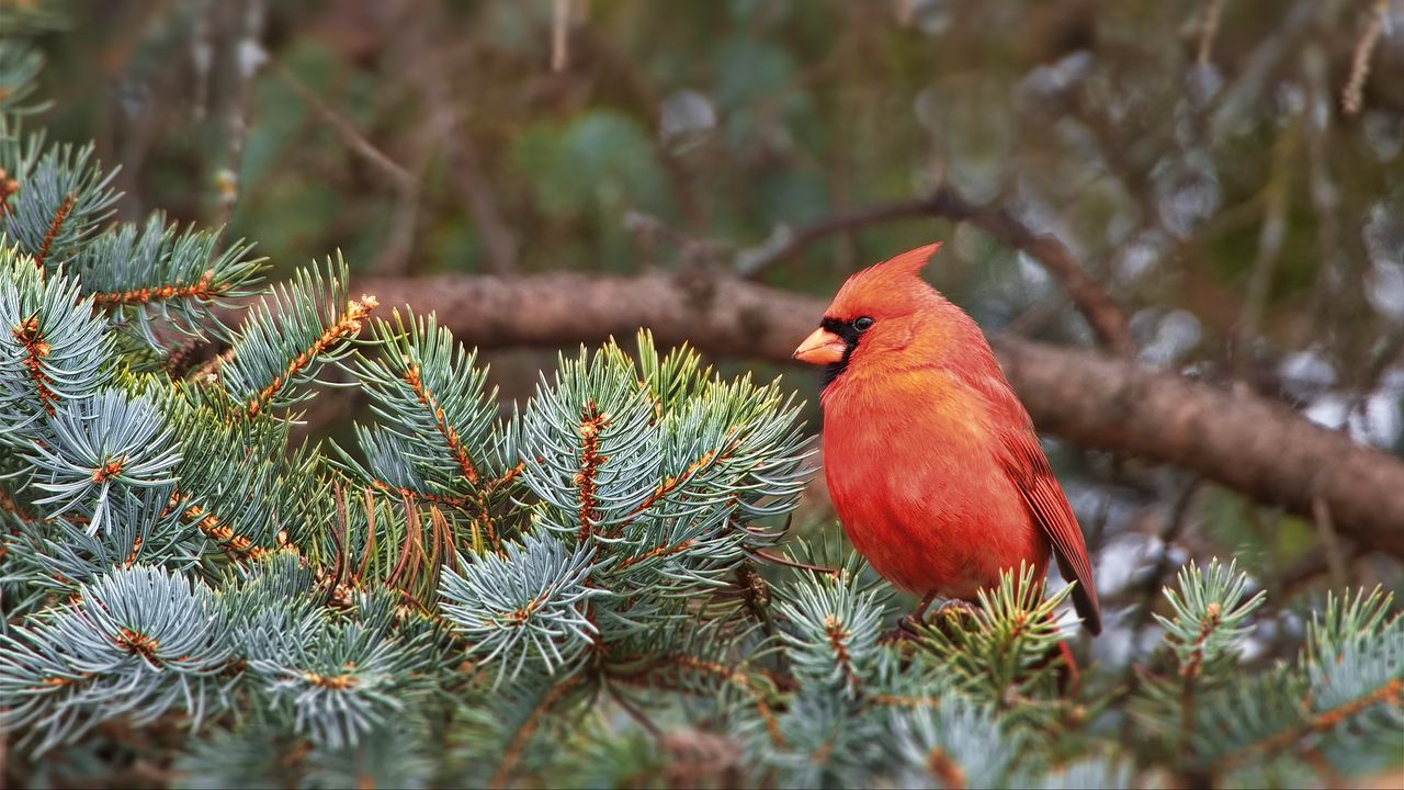 Wallpaper red cardinal, bird, branch, needles