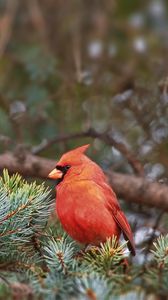 Preview wallpaper red cardinal, bird, branch, needles