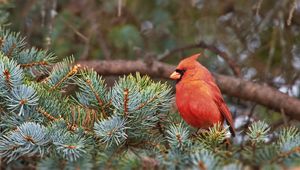 Preview wallpaper red cardinal, bird, branch, needles