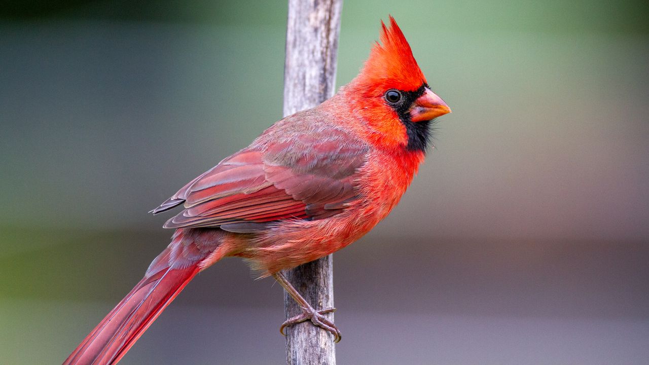 Wallpaper red cardinal, bird, branch, red