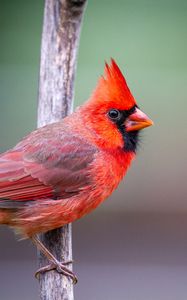 Preview wallpaper red cardinal, bird, branch, red