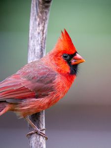 Preview wallpaper red cardinal, bird, branch, red