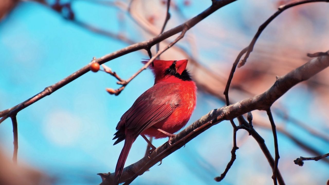 Wallpaper red cardinal, bird, branch, tree, color, sitting