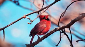 Preview wallpaper red cardinal, bird, branch, tree, color, sitting