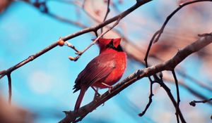 Preview wallpaper red cardinal, bird, branch, tree, color, sitting