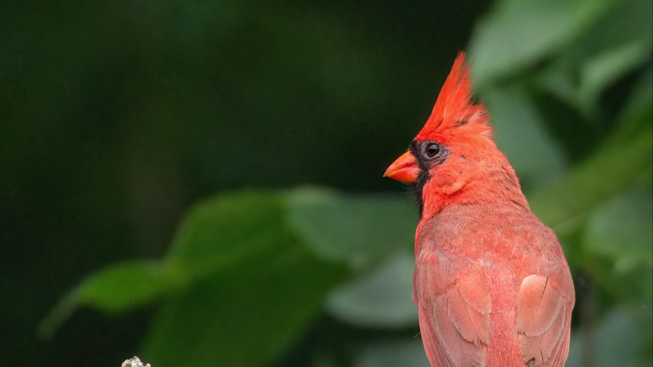 Wallpaper red cardinal, bird, branch, blur