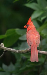 Preview wallpaper red cardinal, bird, branch, blur