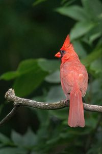 Preview wallpaper red cardinal, bird, branch, blur