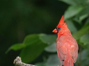 Preview wallpaper red cardinal, bird, branch, blur