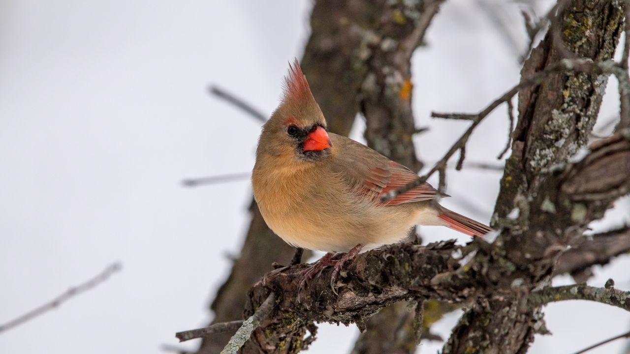 Wallpaper red cardinal, bird, branch, winter