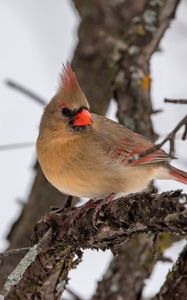 Preview wallpaper red cardinal, bird, branch, winter