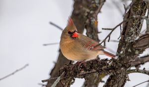 Preview wallpaper red cardinal, bird, branch, winter