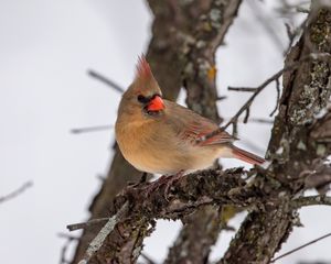 Preview wallpaper red cardinal, bird, branch, winter