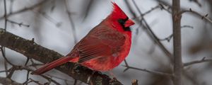 Preview wallpaper red cardinal, bird, branch, winter, blur