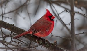 Preview wallpaper red cardinal, bird, branch, winter, blur