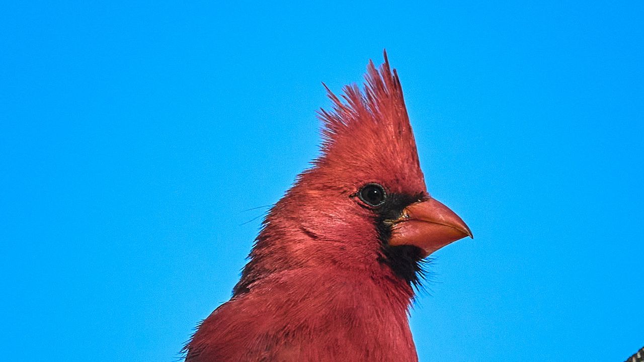 Wallpaper red cardinal, bird, branch, sky