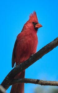 Preview wallpaper red cardinal, bird, branch, sky