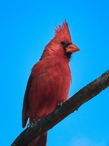 Preview wallpaper red cardinal, bird, branch, sky