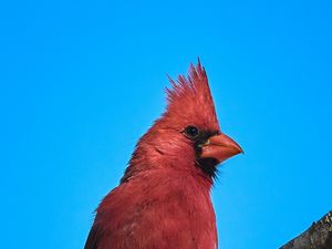 Preview wallpaper red cardinal, bird, branch, sky