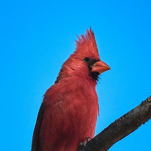 Preview wallpaper red cardinal, bird, branch, sky