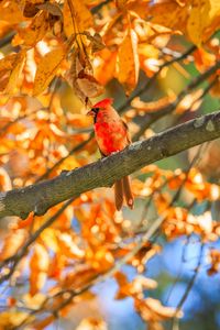 Preview wallpaper red cardinal, bird, branches, leaves, autumn
