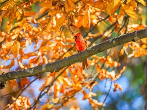 Preview wallpaper red cardinal, bird, branches, leaves, autumn