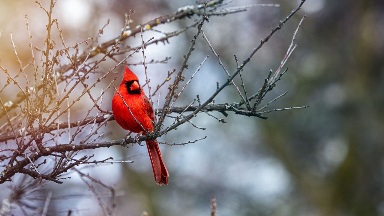 Wallpaper red cardinal, bird, branches, red