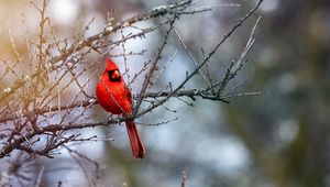 Preview wallpaper red cardinal, bird, branches, red