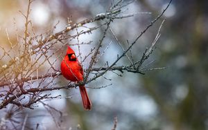 Preview wallpaper red cardinal, bird, branches, red