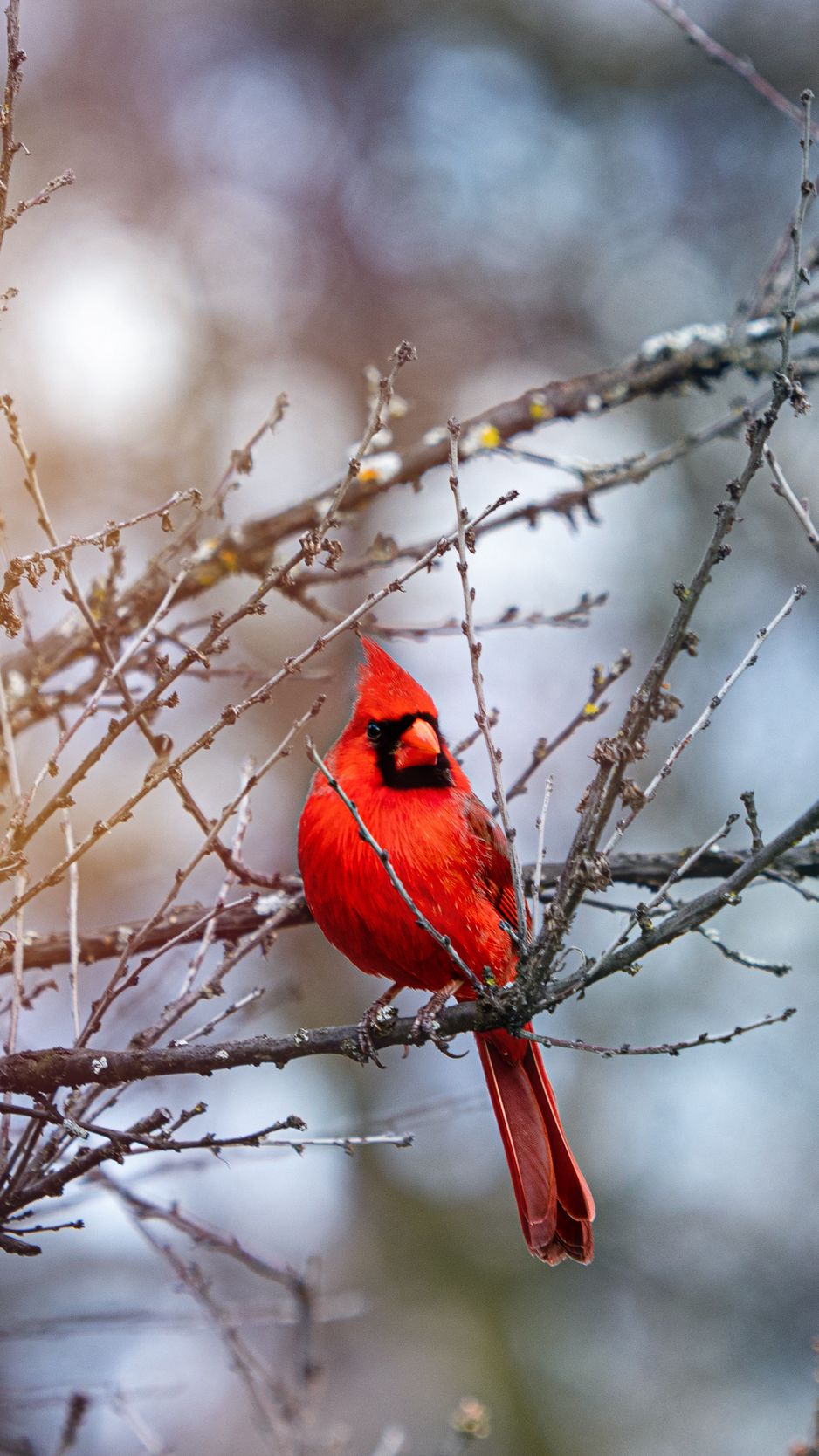 20 Northern Cardinal HD Wallpapers and Backgrounds