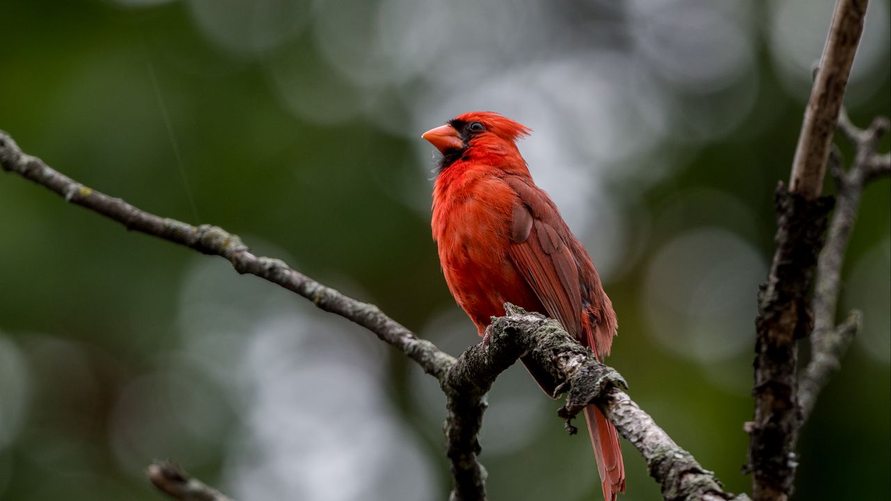 Wallpaper red cardinal, bird, branches, wildlife