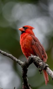 Preview wallpaper red cardinal, bird, branches, wildlife