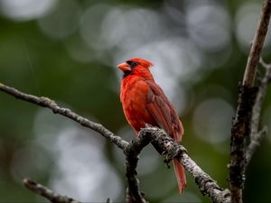 Preview wallpaper red cardinal, bird, branches, wildlife
