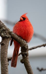 Preview wallpaper red cardinal, bird, branches, watching, wildlife